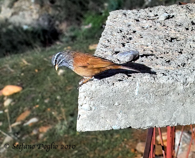 zigolo delle case (Emberiza sahari) in Marocco